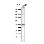 Western Blot - Anti-C1QA Antibody [C1QA/2955] - BSA and Azide free (A253343) - Antibodies.com