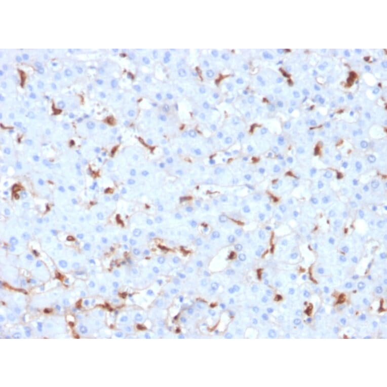 Immunohistochemistry - Anti-C1QB Antibody [C1QB/2961] - BSA and Azide free (A253345) - Antibodies.com