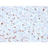 Immunohistochemistry - Anti-C1QB Antibody [C1QB/2961] - BSA and Azide free (A253345) - Antibodies.com