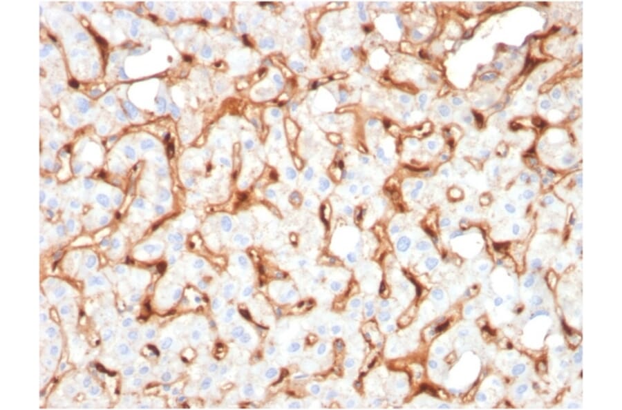 Immunohistochemistry - Anti-C1QB Antibody [C1QB/2965] - BSA and Azide free (A253346) - Antibodies.com