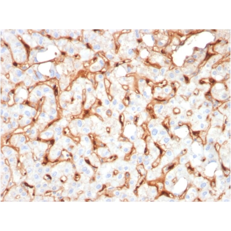 Immunohistochemistry - Anti-C1QB Antibody [C1QB/2965] - BSA and Azide free (A253346) - Antibodies.com