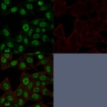 Immunofluorescence - Anti-Topoisomerase II alpha Antibody [TOP2A/1361] - BSA and Azide free (A253348) - Antibodies.com