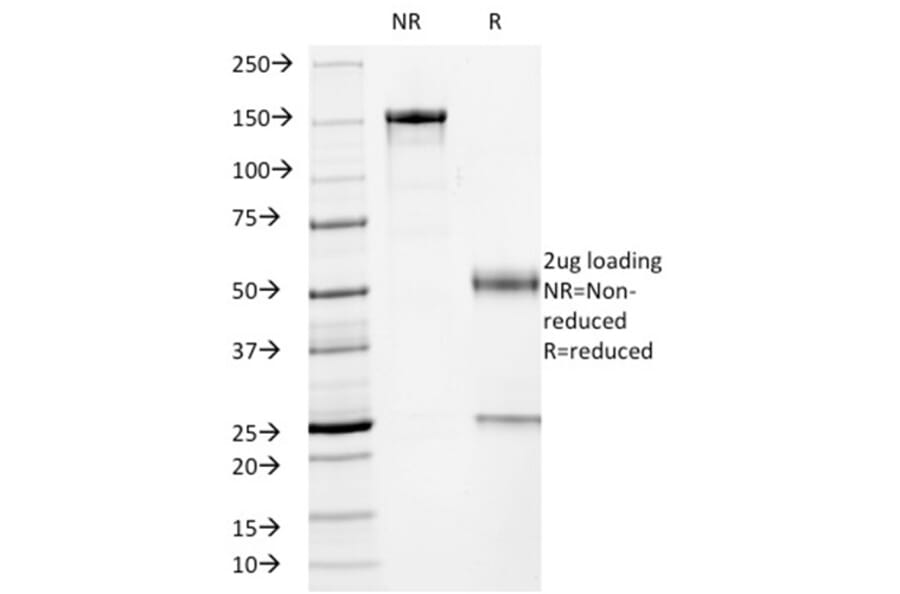 SDS-PAGE - Anti-p53 Antibody [PCRP-TP53-2A10] - BSA and Azide free (A250173) - Antibodies.com