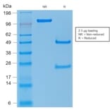 SDS-PAGE - Anti-p53 Antibody [rTP53/1739] - BSA and Azide free (A253355) - Antibodies.com