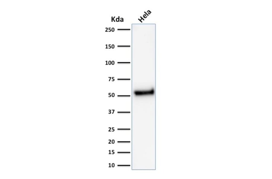 Western Blot - Anti-p53 Antibody [rTP53/1739] - BSA and Azide free (A253355) - Antibodies.com