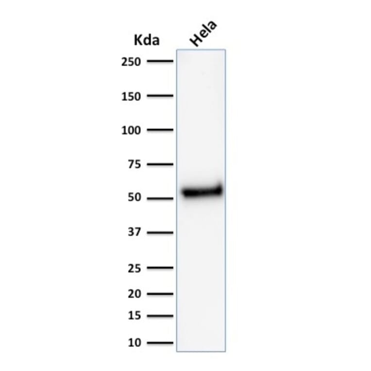 Western Blot - Anti-p53 Antibody [rTP53/1739] - BSA and Azide free (A253355) - Antibodies.com