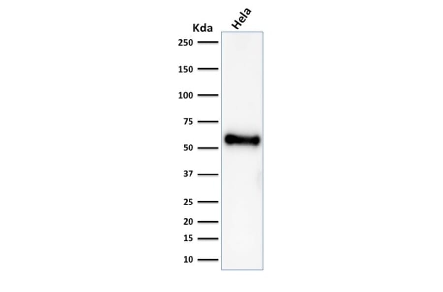 Western Blot - Anti-p53 Antibody [rBP53-12] - BSA and Azide free (A253356) - Antibodies.com
