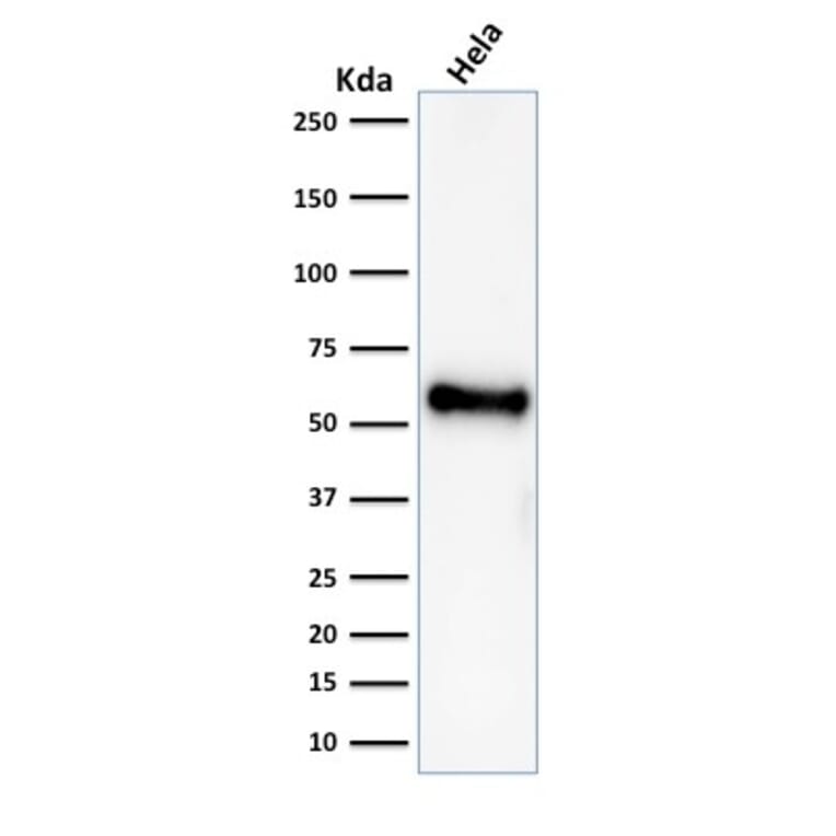 Western Blot - Anti-p53 Antibody [rBP53-12] - BSA and Azide free (A253356) - Antibodies.com