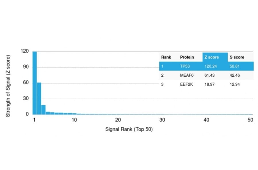 Protein Array - Anti-p53 Antibody [rBP53-12] - BSA and Azide free (A253355) - Antibodies.com