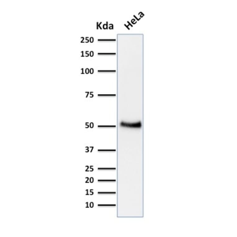Western Blot - Anti-p53 Antibody [BP53-12] - BSA and Azide free (A253358) - Antibodies.com