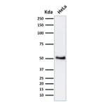 Western Blot - Anti-p53 Antibody [BP53-12] - BSA and Azide free (A253358) - Antibodies.com