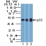Western Blot - Anti-p53 Antibody [BP53-12] - BSA and Azide free (A253358) - Antibodies.com