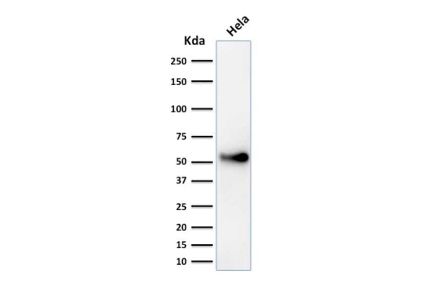 Western Blot - Anti-p53 Antibody [SPM589] - BSA and Azide free (A253359) - Antibodies.com