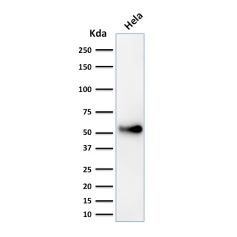 Western Blot - Anti-p53 Antibody [SPM589] - BSA and Azide free (A253359) - Antibodies.com