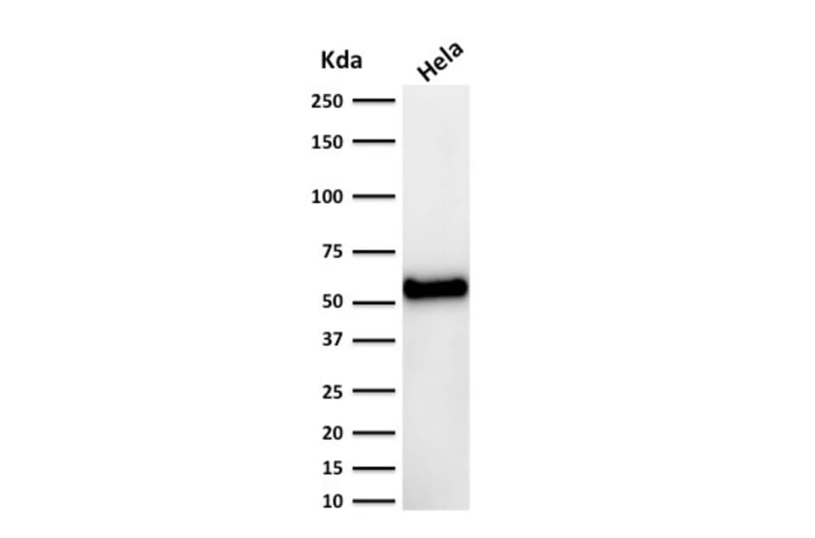 Western Blot - Anti-p53 Antibody [DO-7] - BSA and Azide free (A253360) - Antibodies.com