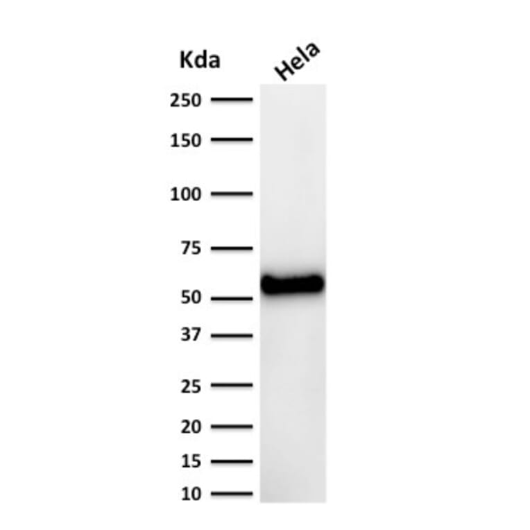 Western Blot - Anti-p53 Antibody [DO-7] - BSA and Azide free (A253360) - Antibodies.com