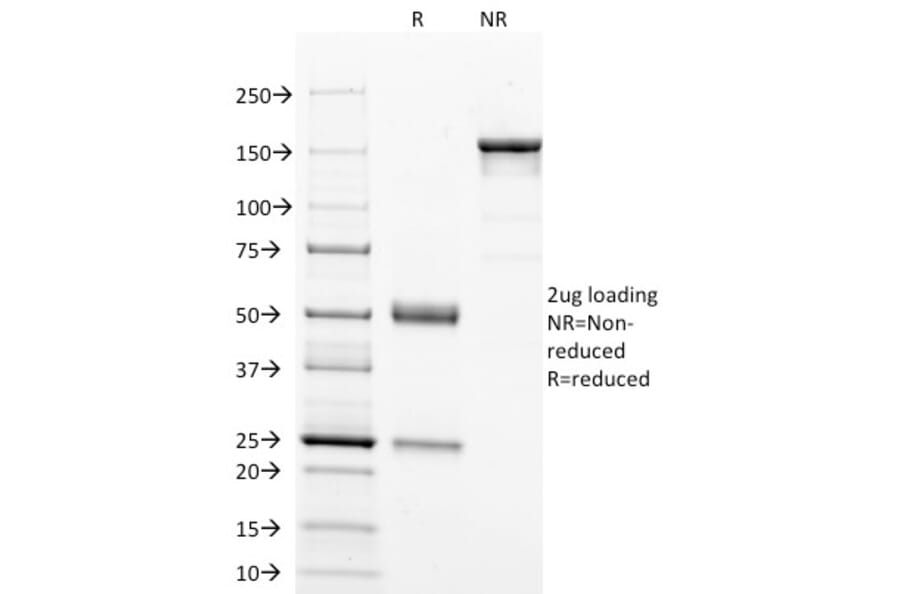 SDS-PAGE - Anti-p53 Antibody [DO-7] - BSA and Azide free (A253360) - Antibodies.com