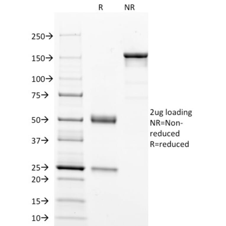 SDS-PAGE - Anti-p53 Antibody [DO-7] - BSA and Azide free (A253360) - Antibodies.com