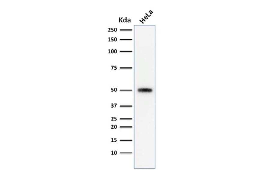 Western Blot - Anti-p53 Antibody [SPM590] - BSA and Azide free (A253361) - Antibodies.com