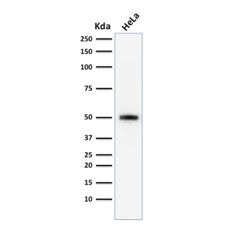 Western Blot - Anti-p53 Antibody [SPM590] - BSA and Azide free (A253361) - Antibodies.com