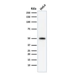 Western Blot - Anti-p53 Antibody [SPM590] - BSA and Azide free (A253361) - Antibodies.com