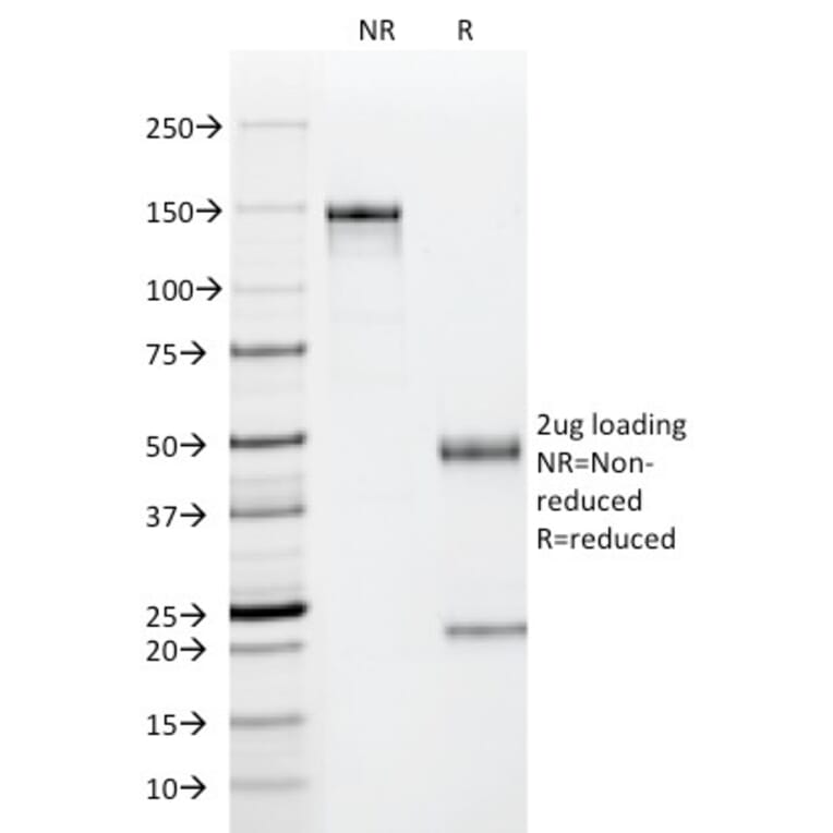 SDS-PAGE - Anti-p53 Antibody [PAb122] - BSA and Azide free (A253363) - Antibodies.com