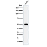 Western Blot - Anti-p53 Antibody [TRP/816] - BSA and Azide free (A253364) - Antibodies.com