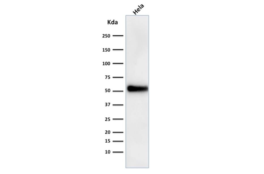 Western Blot - Anti-p53 Antibody [DO-1] - BSA and Azide free (A253368) - Antibodies.com