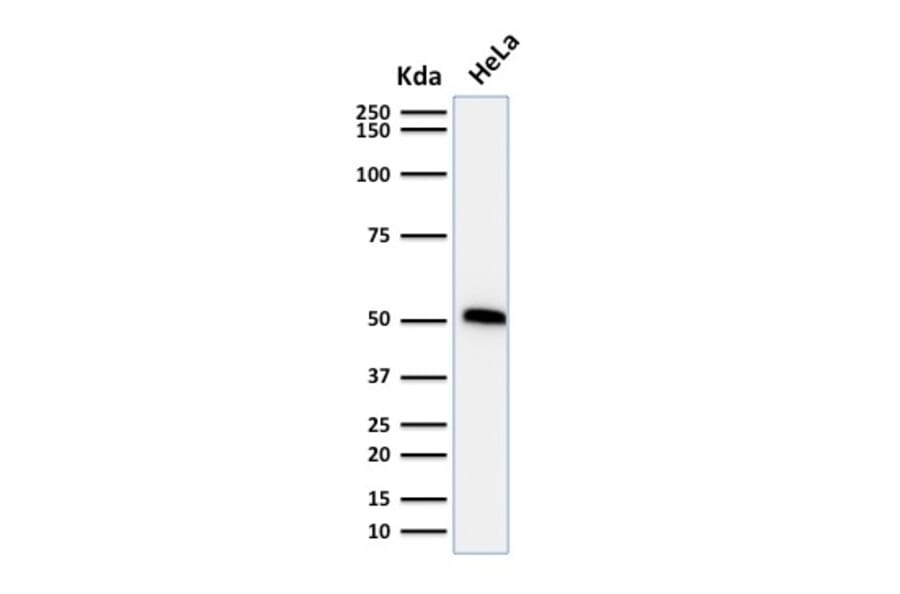Western Blot - Anti-p53 Antibody [TP53/1739] - BSA and Azide free (A253369) - Antibodies.com