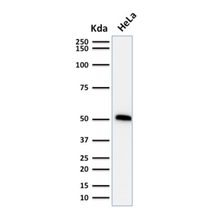 Western Blot - Anti-p53 Antibody [TP53/1739] - BSA and Azide free (A253369) - Antibodies.com