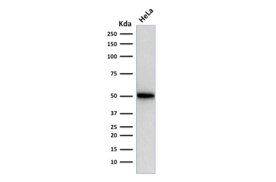 Western Blot - Anti-p53 Antibody [SPM514] - BSA and Azide free (A250190) - Antibodies.com