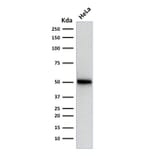 Western Blot - Anti-p53 Antibody [SPM514] - BSA and Azide free (A250190) - Antibodies.com