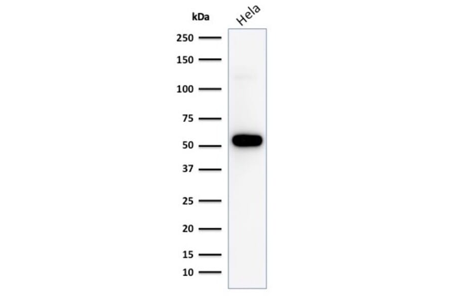 Western Blot - Anti-p53 Antibody [TP53/1799R] - BSA and Azide free (A253371) - Antibodies.com