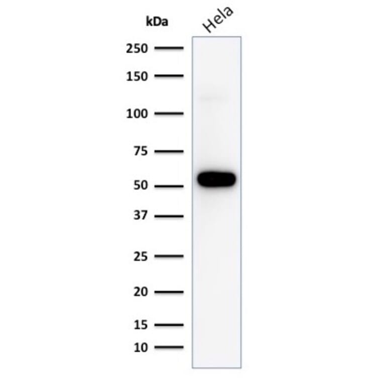 Western Blot - Anti-p53 Antibody [TP53/1799R] - BSA and Azide free (A253371) - Antibodies.com