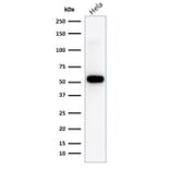 Western Blot - Anti-p53 Antibody [TP53/1799R] - BSA and Azide free (A253371) - Antibodies.com