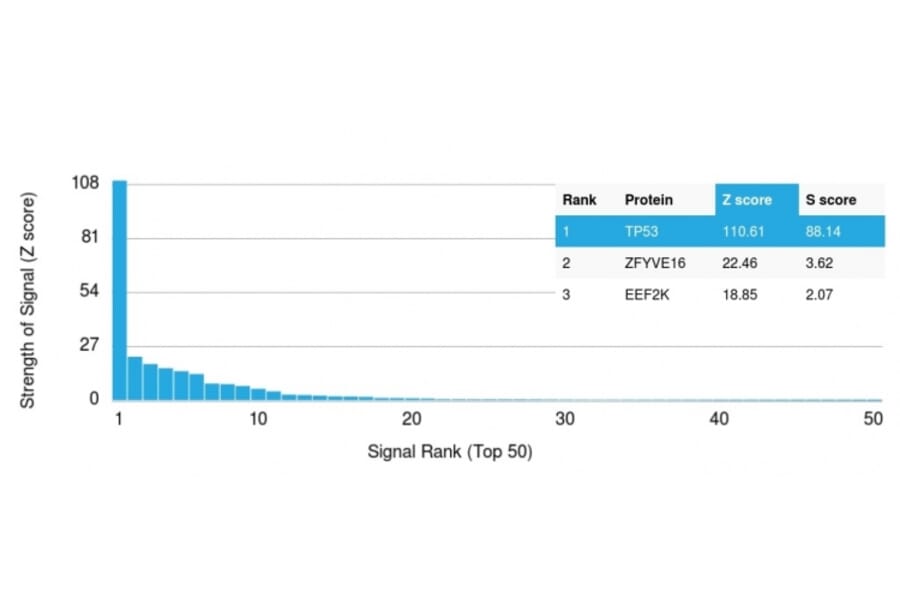 Protein Array - Anti-p53 Antibody [TP53/1799R] - BSA and Azide free (A253370) - Antibodies.com