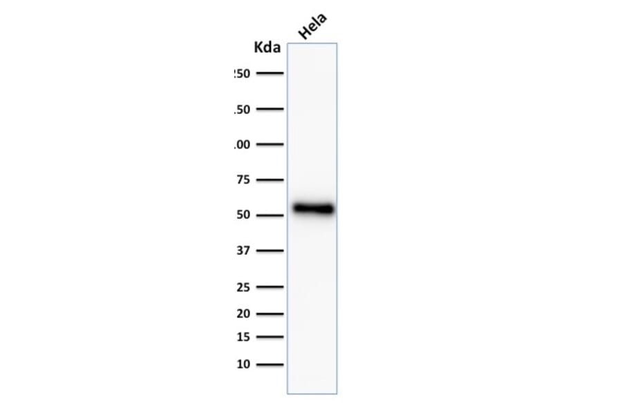 Western Blot - Anti-p53 Antibody [TP53/2092R] - BSA and Azide free (A253372) - Antibodies.com