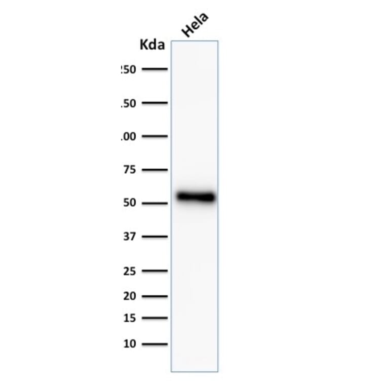 Western Blot - Anti-p53 Antibody [TP53/2092R] - BSA and Azide free (A253372) - Antibodies.com