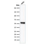 Western Blot - Anti-p53 Antibody [TP53/2092R] - BSA and Azide free (A253372) - Antibodies.com