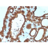 Immunohistochemistry - Anti-Thyroid Peroxidase Antibody [TPO/3700] - BSA and Azide free (A253376) - Antibodies.com