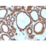 Immunohistochemistry - Anti-Thyroid Peroxidase Antibody [TPO/3700] - BSA and Azide free (A253376) - Antibodies.com