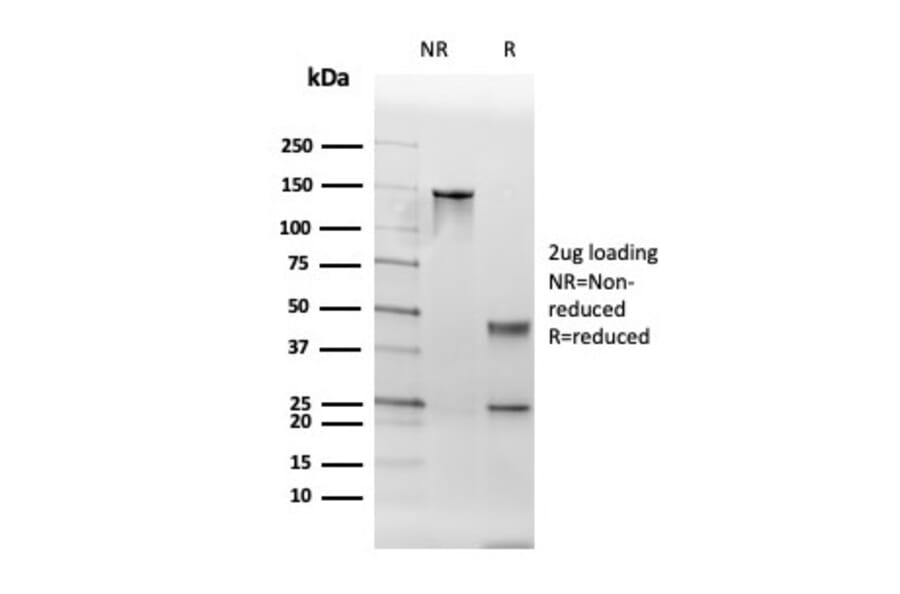 SDS-PAGE - Anti-Thyroid Peroxidase Antibody [TPO/3700] - BSA and Azide free (A253376) - Antibodies.com
