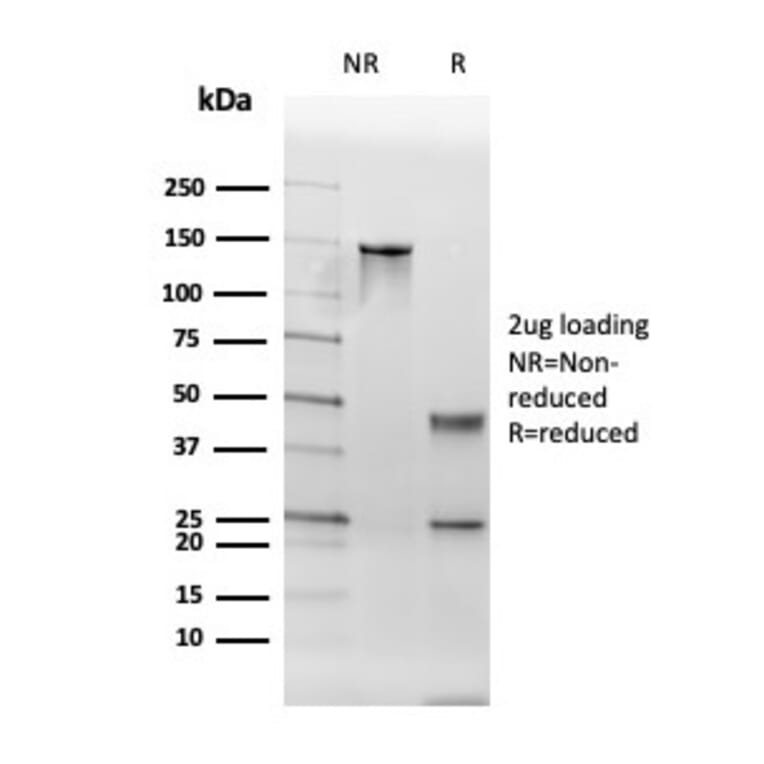 SDS-PAGE - Anti-Thyroid Peroxidase Antibody [TPO/3700] - BSA and Azide free (A253376) - Antibodies.com