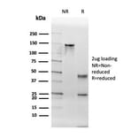 SDS-PAGE - Anti-Thyroid Peroxidase Antibody [TPO/3700] - BSA and Azide free (A253376) - Antibodies.com