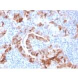 Immunohistochemistry - Anti-Thyroid Peroxidase Antibody [TPO/3701] - BSA and Azide free (A253377) - Antibodies.com