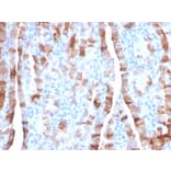 Immunohistochemistry - Anti-Thyroid Peroxidase Antibody [TPO/3701] - BSA and Azide free (A253377) - Antibodies.com