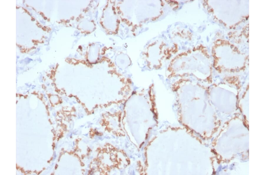 Immunohistochemistry - Anti-Thyroid Peroxidase Antibody [TPO/3702] - BSA and Azide free (A253378) - Antibodies.com