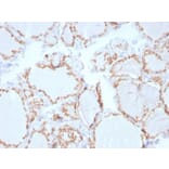 Immunohistochemistry - Anti-Thyroid Peroxidase Antibody [TPO/3702] - BSA and Azide free (A253378) - Antibodies.com