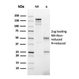 SDS-PAGE - Anti-Thyroid Peroxidase Antibody [TPO/3702] - BSA and Azide free (A253378) - Antibodies.com