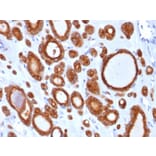 Immunohistochemistry - Anti-Thyroid Peroxidase Antibody [TPO/1921] - BSA and Azide free (A253378) - Antibodies.com